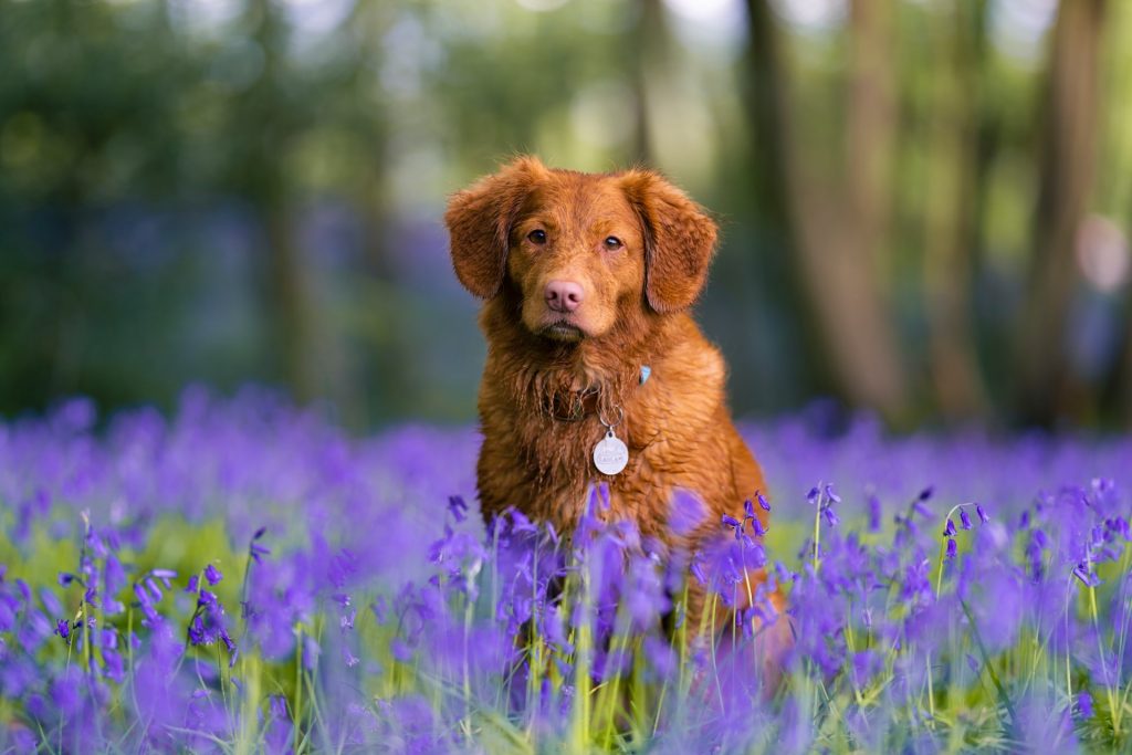 Hondsdolheid bij honden