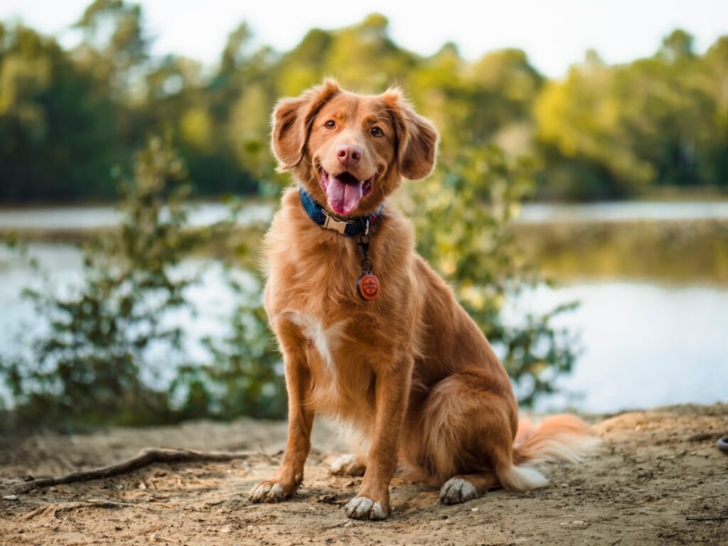 Bruine hond
