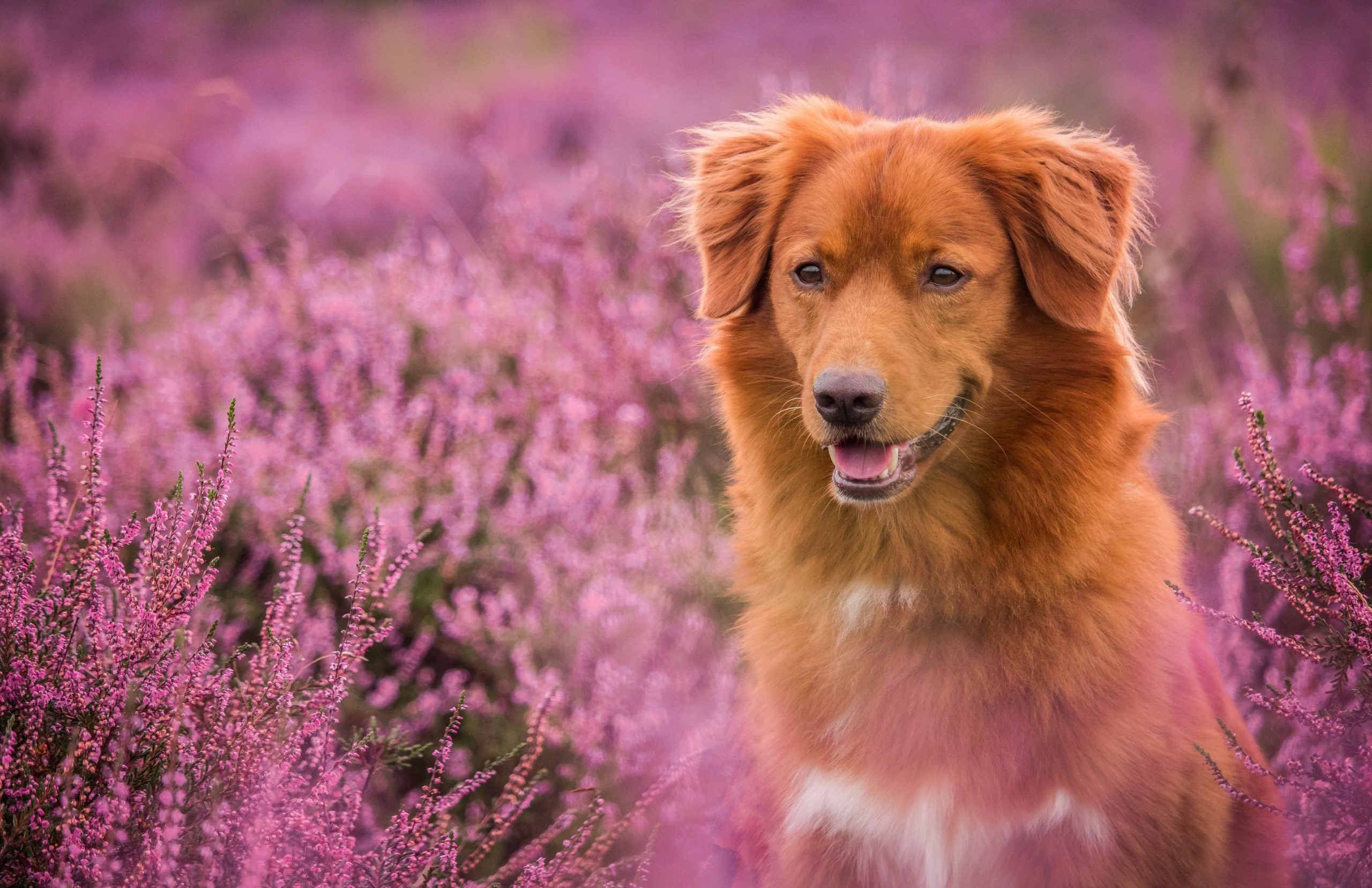 gezondheid toller retriever