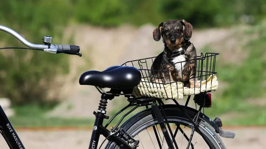 honden fietsmanden