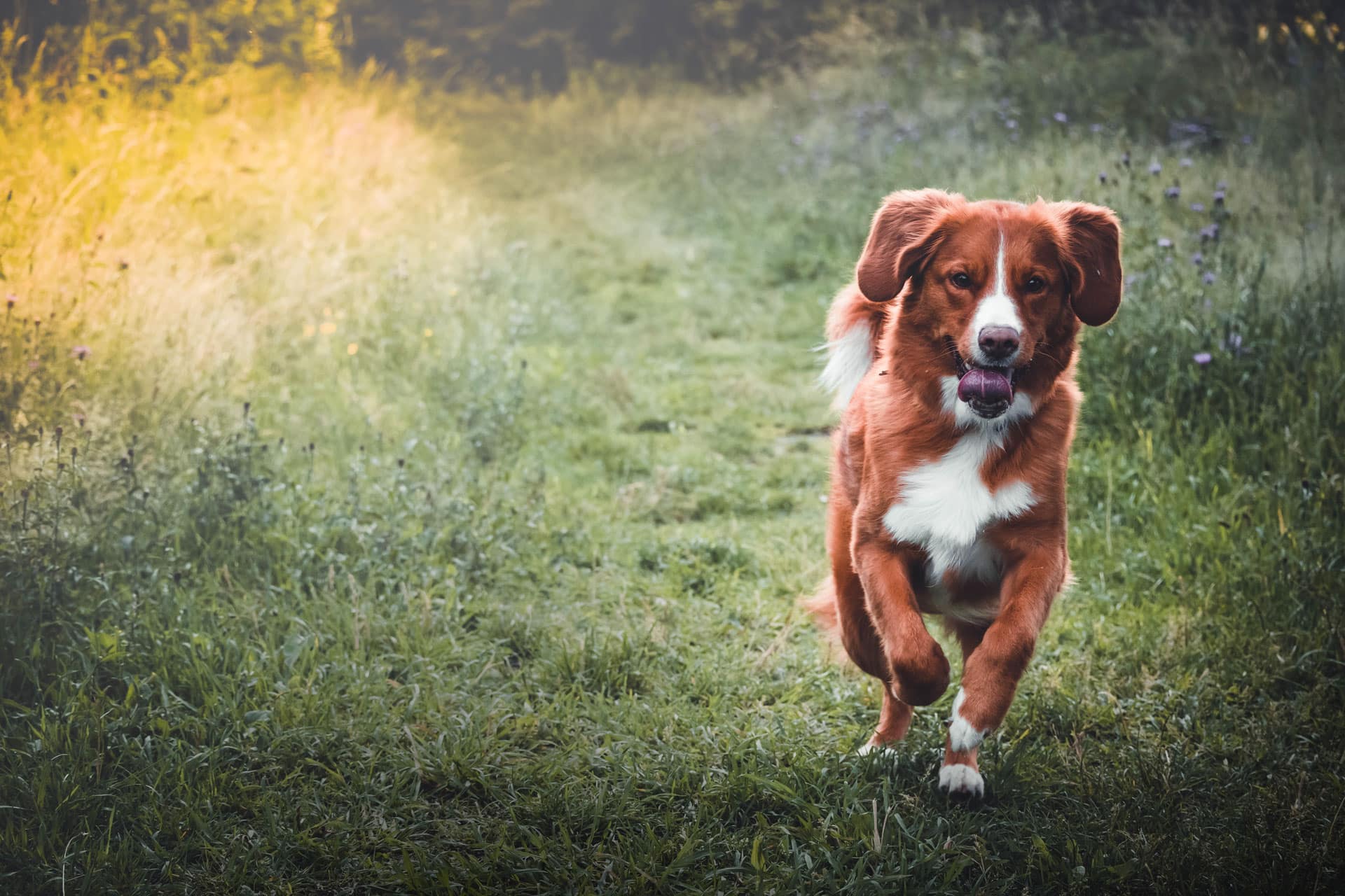 nova scotia duck tolling retriever karakter