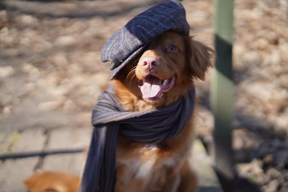 nova scotia toller bench training