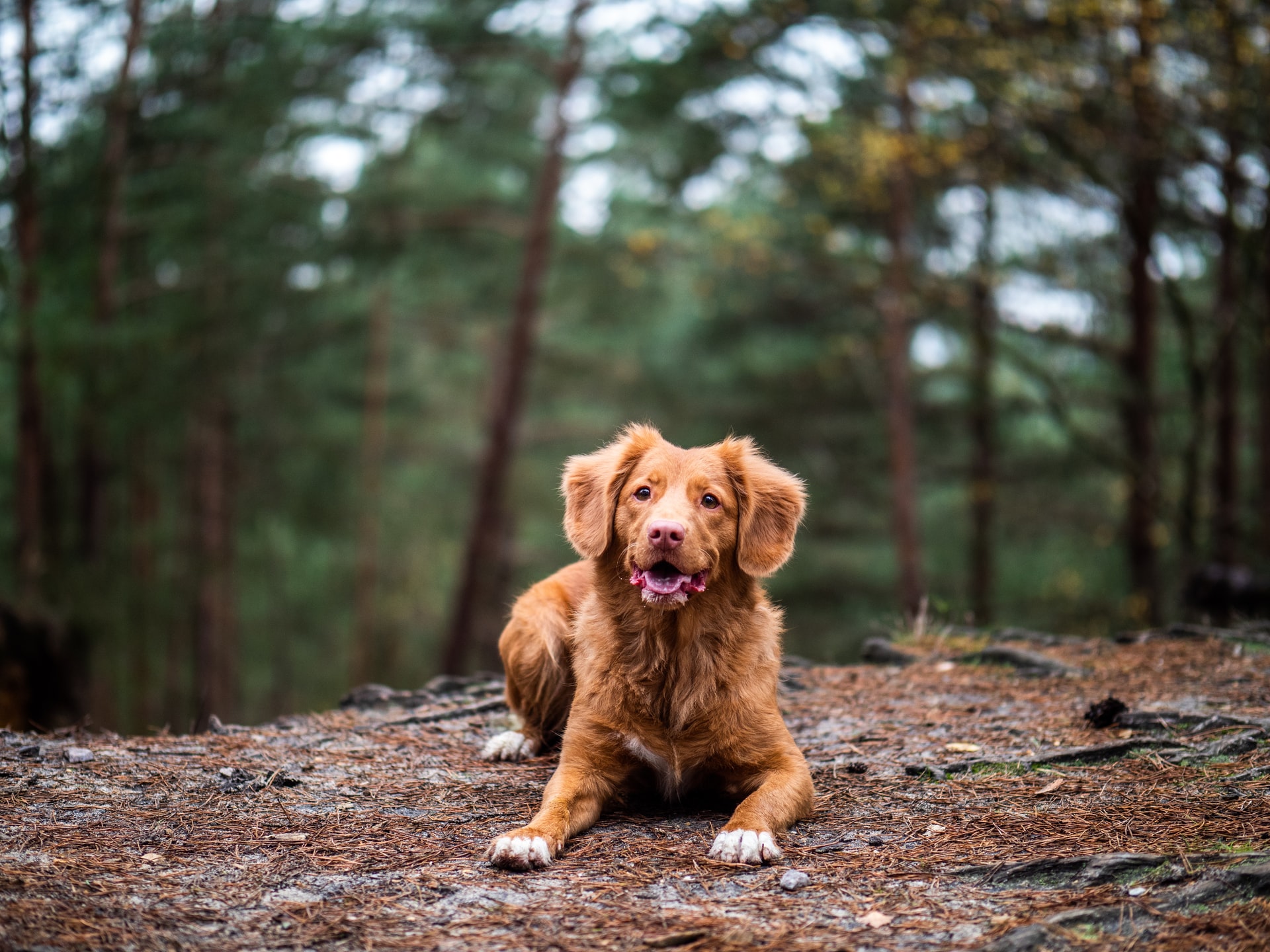 nova scotia toller over ons