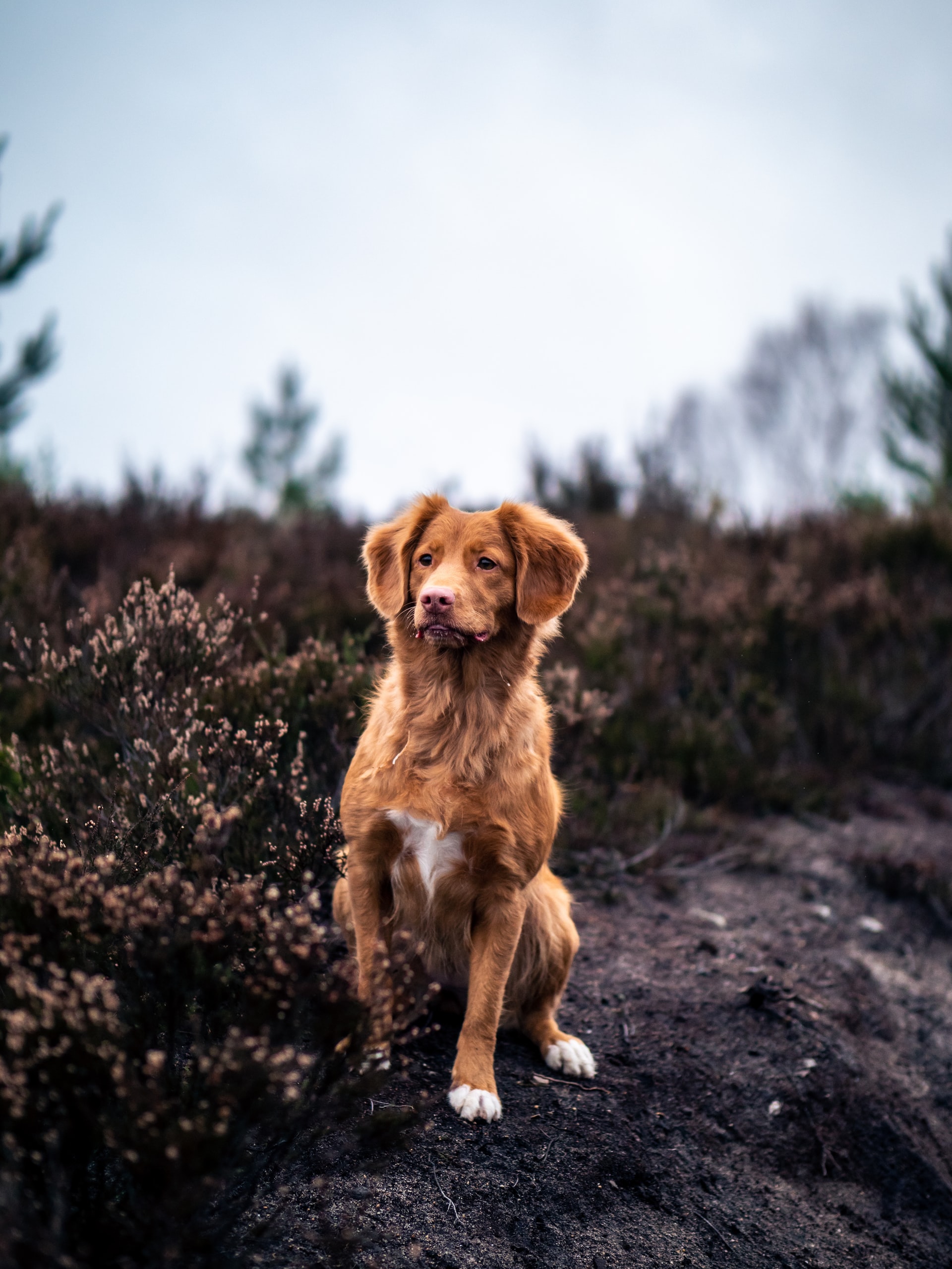 opvoeding nova scotia duck toller