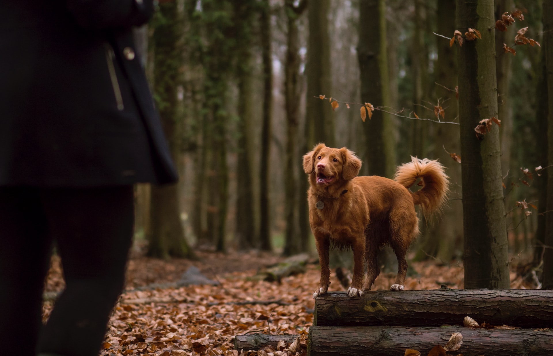 pupinfo toller