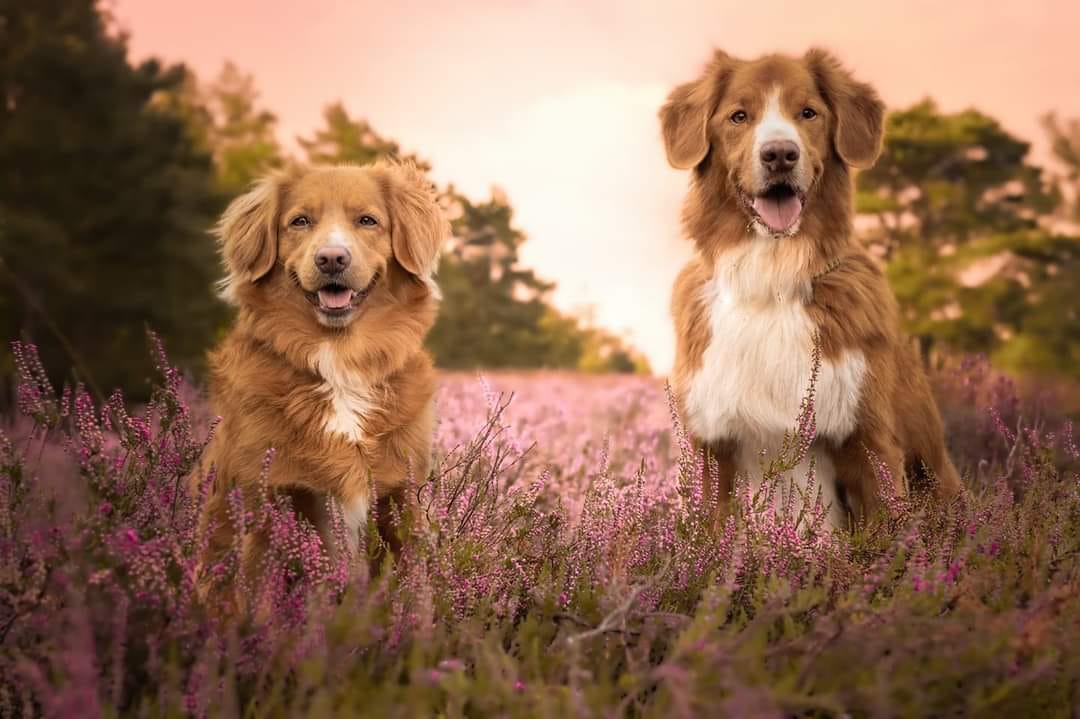 toller agility