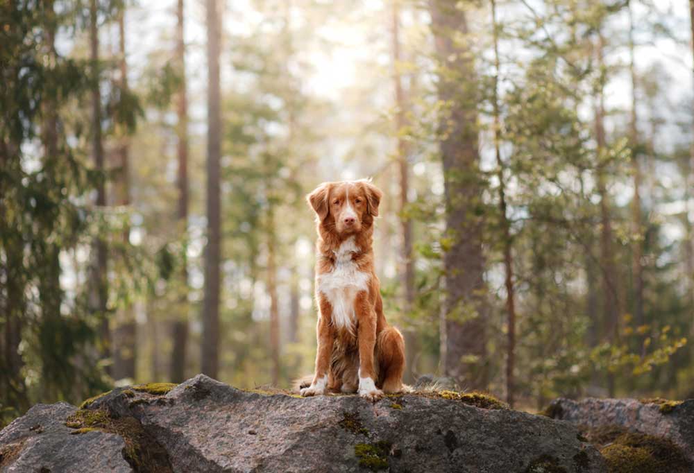toller benchtraining
