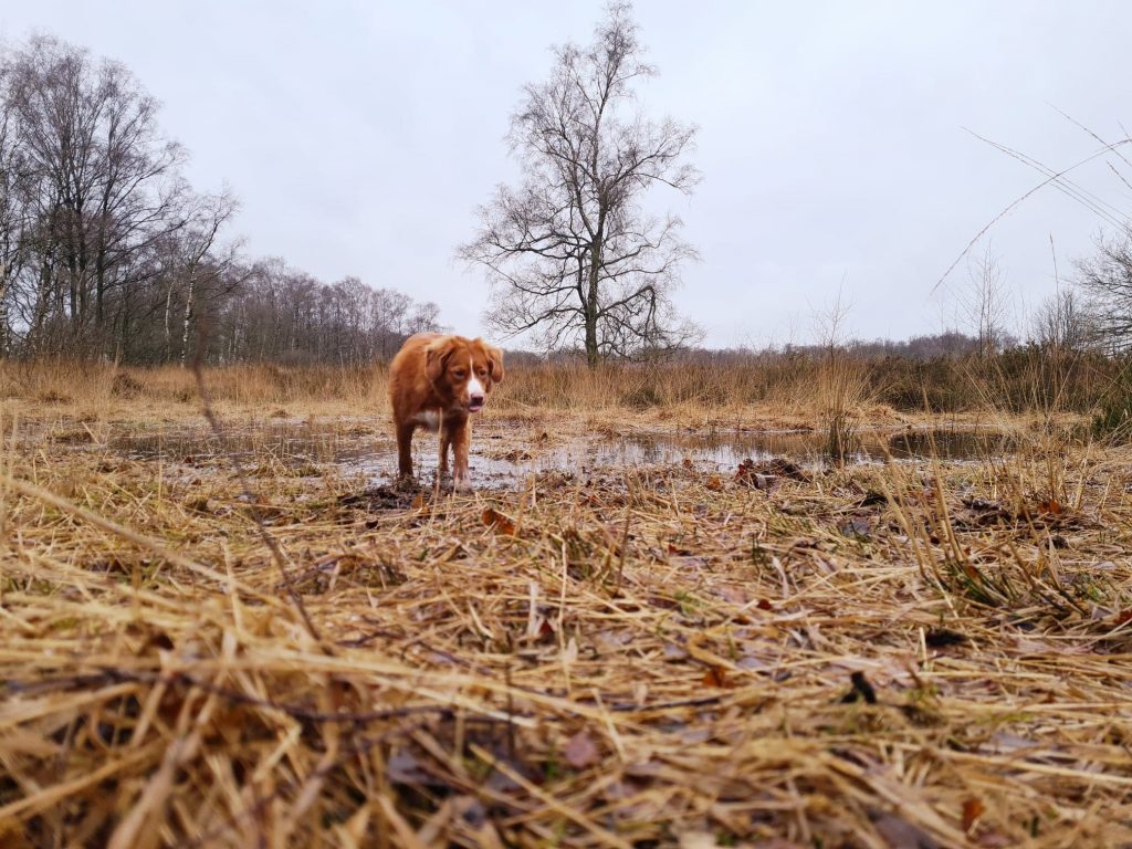 toller gezondheid