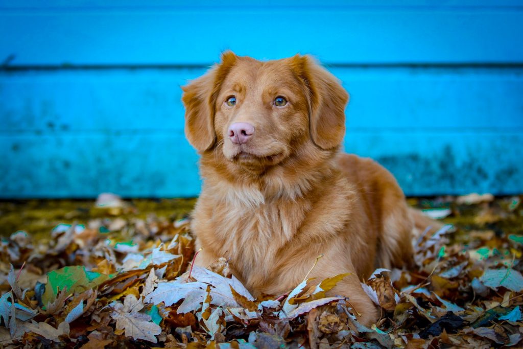 toller hondje