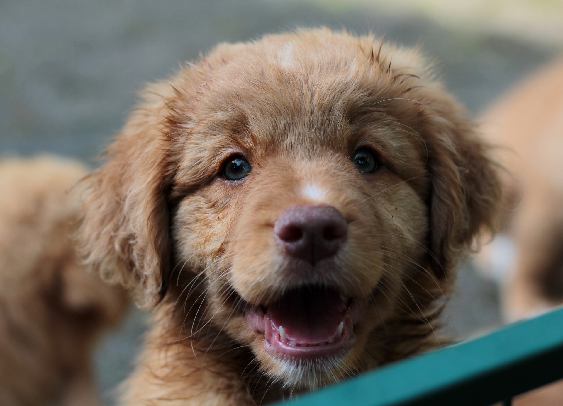 toller pups