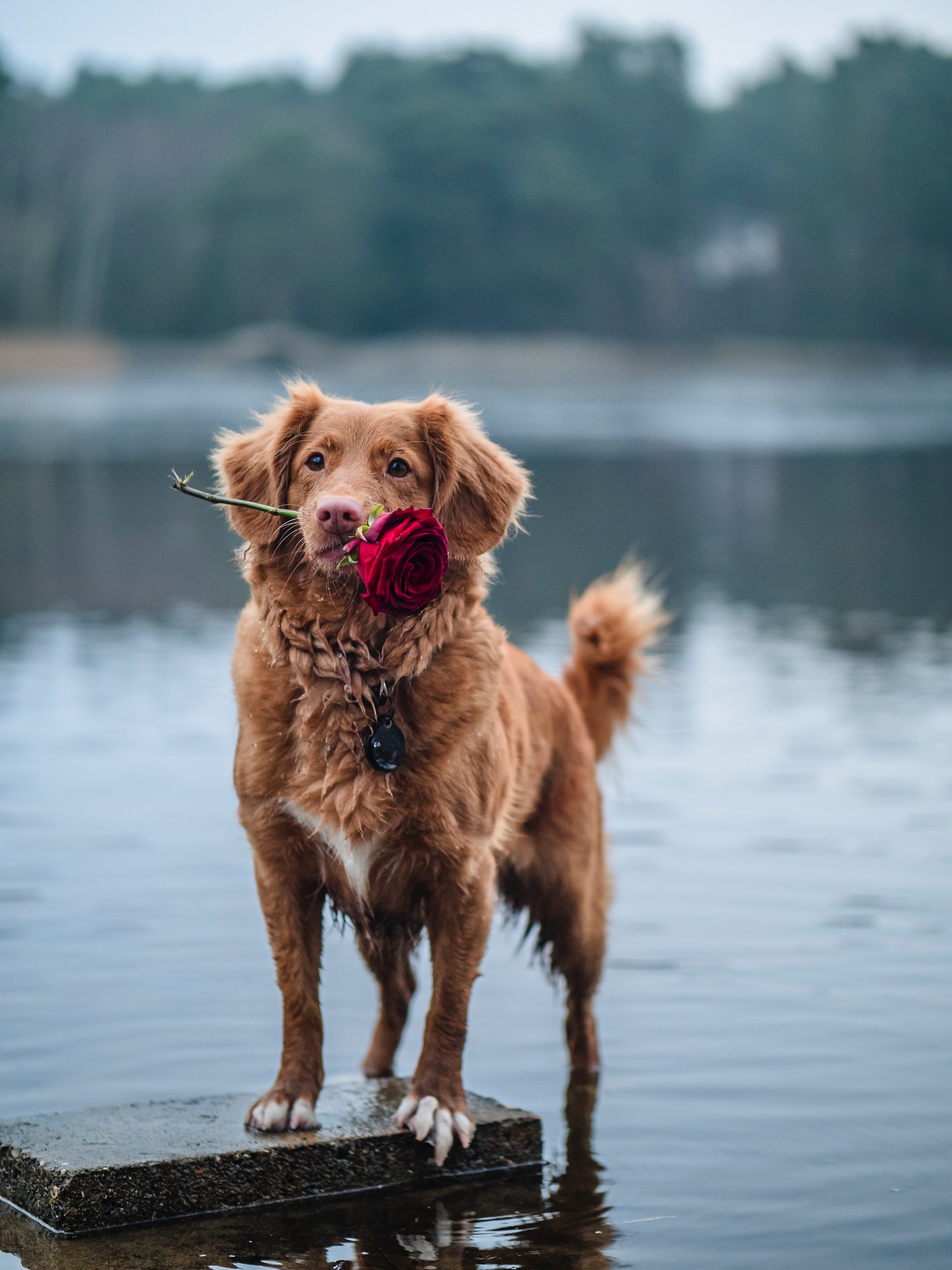 toller retriever informatie