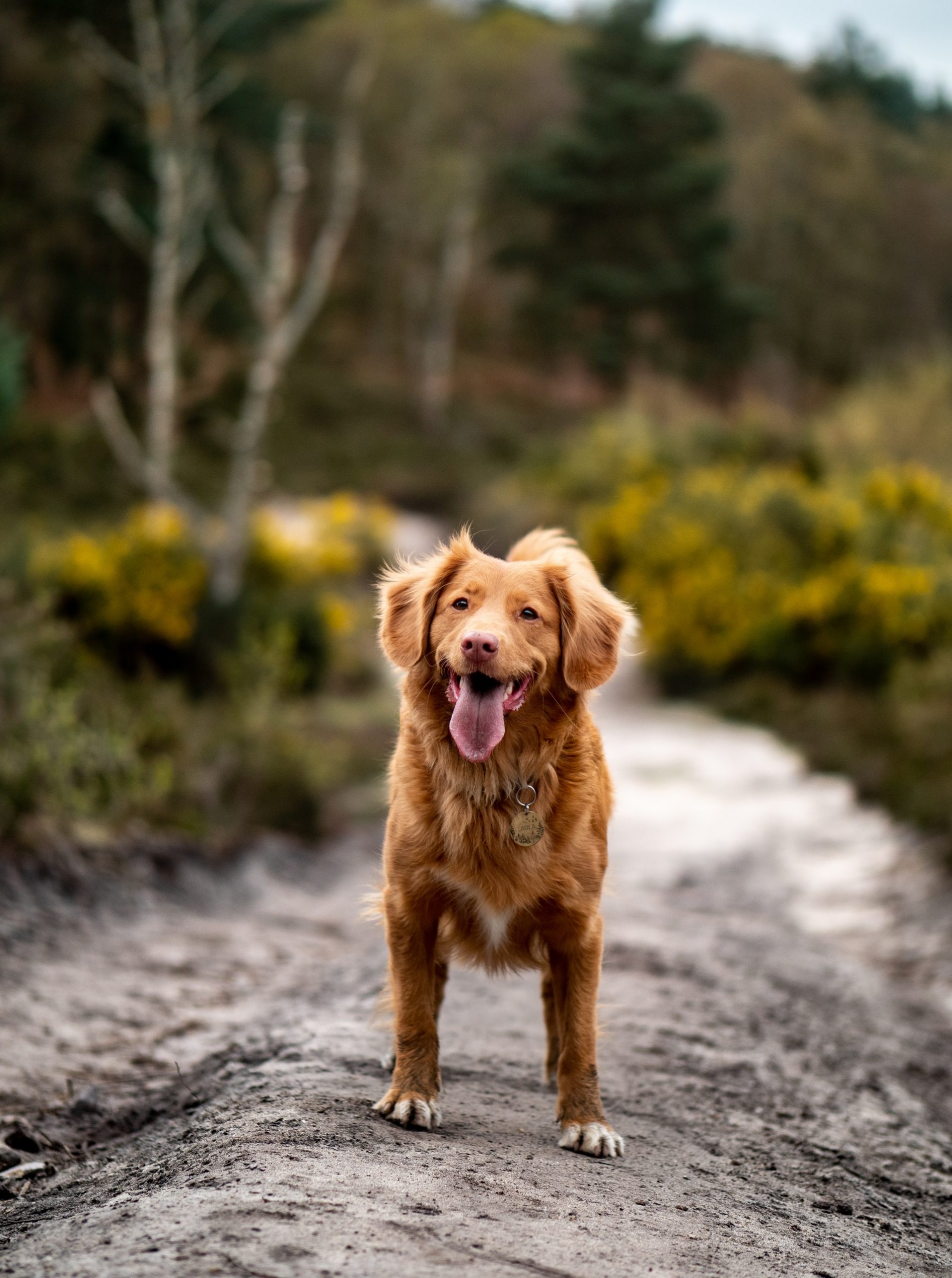 toller retriever opvoeding