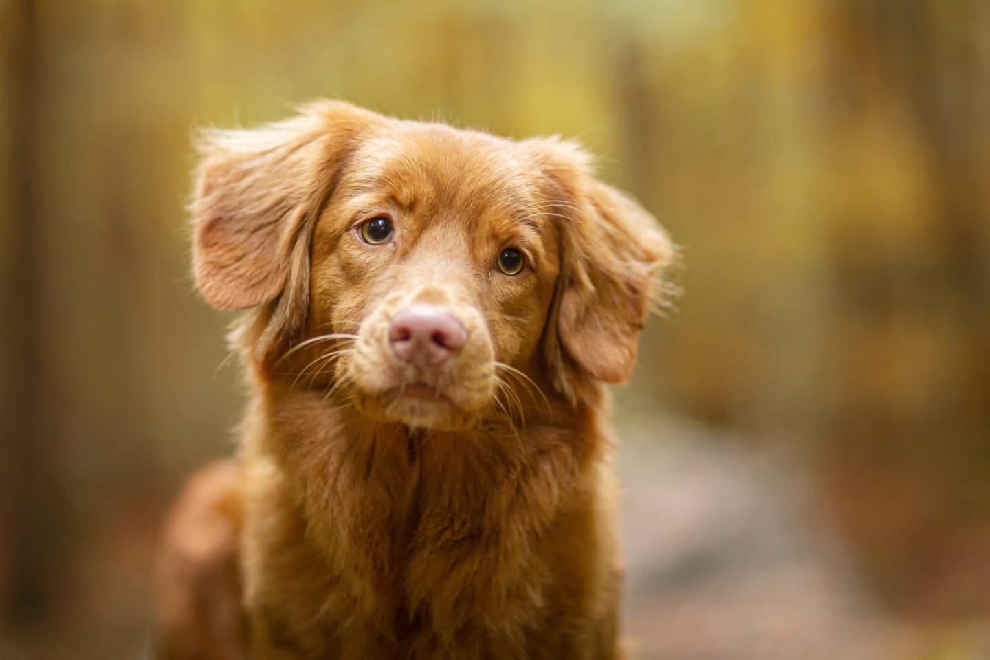 toller retriever uiterlijk