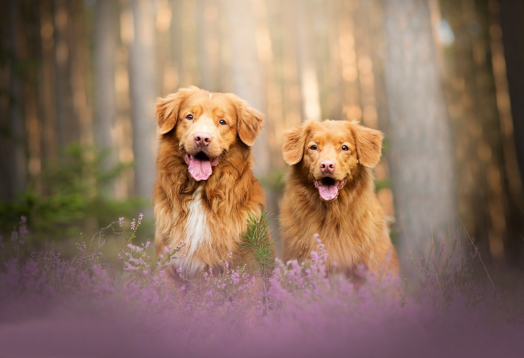 toller retriever