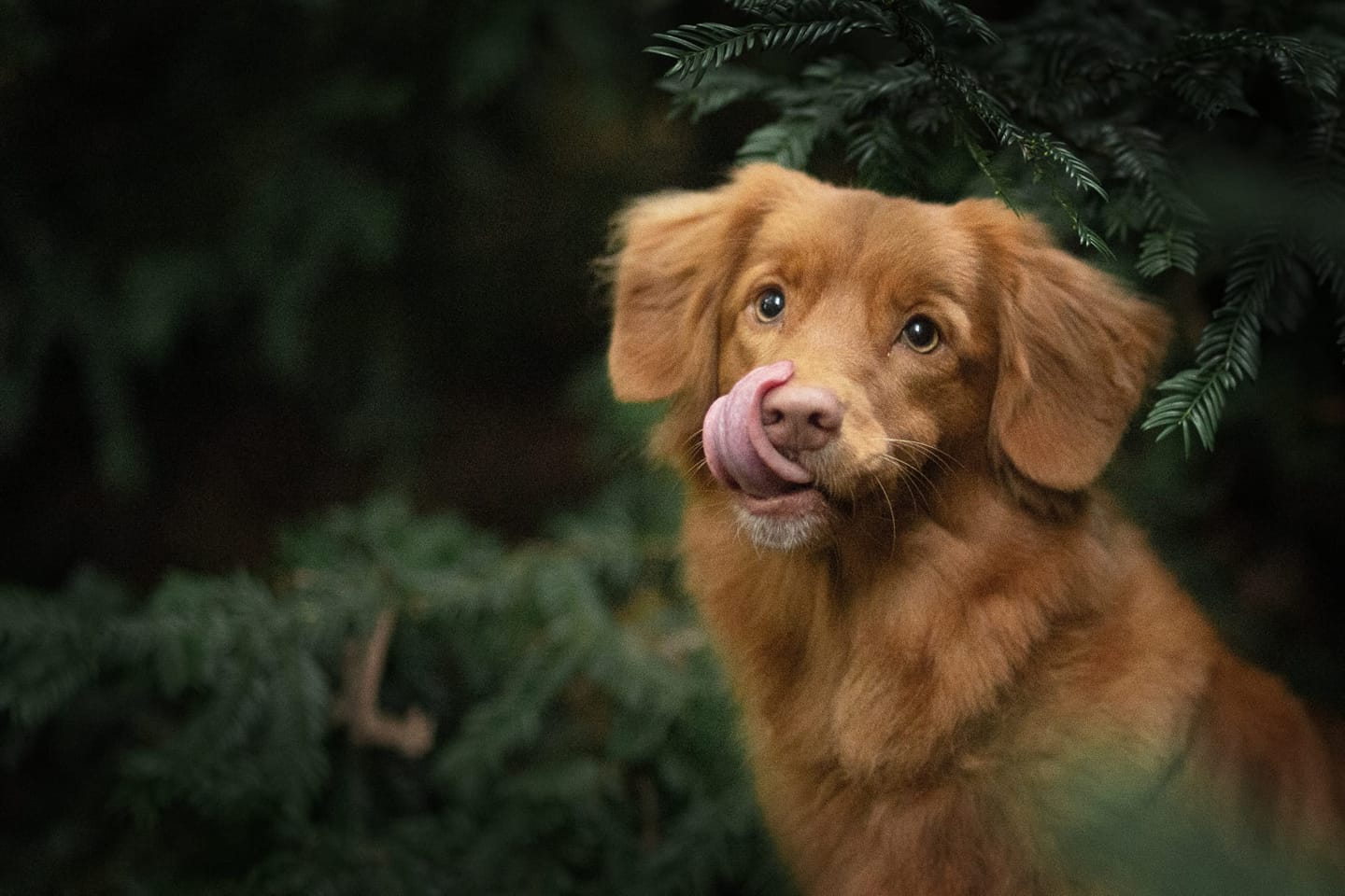 uiterlijk toller retriever