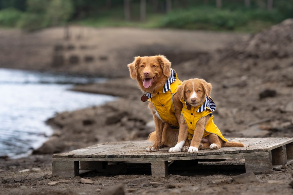 waarom hikt een hond