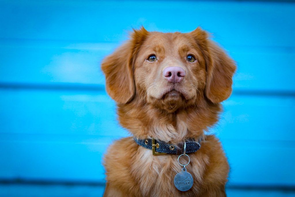 ziekte van lyme hond